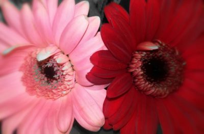Blumen in der Balance