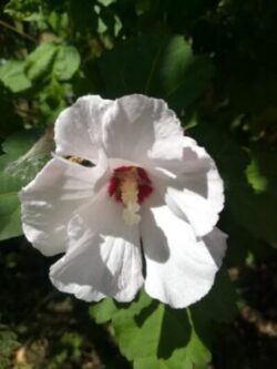 weiße Hibiscusblüte als Symbol für das weiße Schöpferlicht